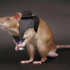 Giant Rats: Sniffing Out Wildlife Crime | Wild Targets