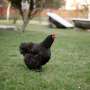 Is your backyard chicken flock putting you at risk for bird flu?