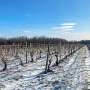 Chaotic springs, long summers mean uncertainty for NY grape growers