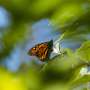 Dramatic drop in monarch butterfly count nears record 30-year low