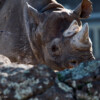 Rhino poachers imprisoned in back-to-back South Africa sentencing