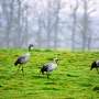 Global warming makes French reservoir a winter resort for migrating cranes