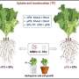 Tiny plastic particles can amplify pollutant absorption in plants and intestinal cells