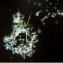 Bacteria on marine particles play key role in ocean nitrogen cycle