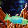 Parrotfish support healthy coral reefs, but they’re not a cure-all, and sometimes cause harm