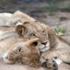 Study links African lion survival to prey availability