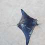 Study shows Indian Ocean devil rays at risk of overfishing