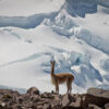 Vicuña poop creates biodiversity hotspots as glaciers retreat rapidly