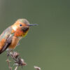 A third of US bird species are in decline, report warns