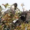 Australia’s environment minister sued for failure to act on threatened species