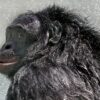 Famous bonobo Kanzi, known for smarts & gaming, dies at age 44