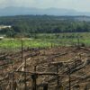 UK delays to environment law have led to massive deforestation, report says