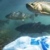 Plastic pollution cuts into fishers’ livelihoods in Ecuador and Peru