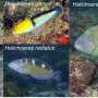Study reveals tool use in tropical fish species