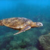 Microplastics in sea turtle nests could cause a dangerous gender imbalance