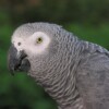 Key transit province in DRC bans gray parrot capture and trade