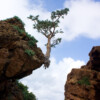 Iconic frankincense trees of Yemen’s Socotra Island have become rarer