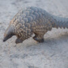Nigerian officials arrest Chinese pangolin trafficking ‘kingpin’