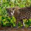 Jaguar tourism in Brazil’s Pantanal needs new rules to avoid collapse: Study