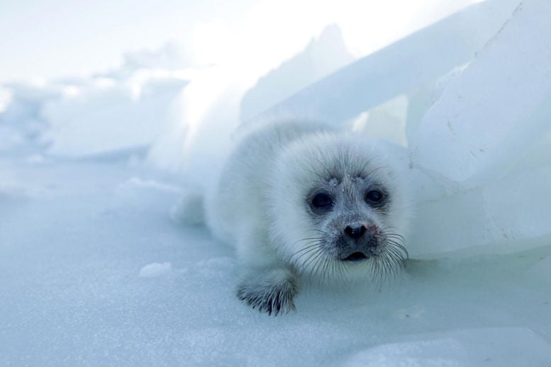 The Caspian Sea Is Drying Up: Endangered Seals, Vanishing Shorelines, and a Climate Crisis
