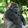 Mongabay investigation finds gorilla trade more widespread than previously thought