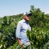 Colombia’s coffee farmers try to balance innovation and tradition to adapt to climate change