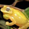 Longer periods of drought threaten Brazilian amphibians