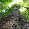 Illegal gold mining creeps within a kilometer of Amazon’s second-tallest tree