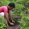 Betting on future forest carbon storage endangers Paris Agreement targets