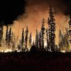 Innovators battling wildfires with AI, drones & fungi get $50k grants to scale up