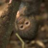 New strategy launched to protect Tanzanian biodiversity hotspot