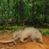 Singapore biobank offers backup plan for pangolins