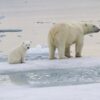 Rare polar bear cub footage offers crucial conservation insights