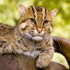 Fishing cats in India struggle to survive outside protected areas