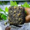 Farmers turn to living ‘yam sticks’ to grow their crop and spare the forest