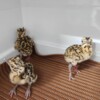 Captive-raised chicks offer hope for extremely rare great Indian bustard