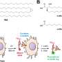 Light-activated probe reveals how tuberculosis evades immune defenses