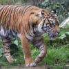 Snared, skinned, sold: Brutal March for Indonesia’s Sumatran tigers
