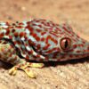Amid fuzzy data, scientists urge monitoring of Hong Kong’s tokay gecko trade