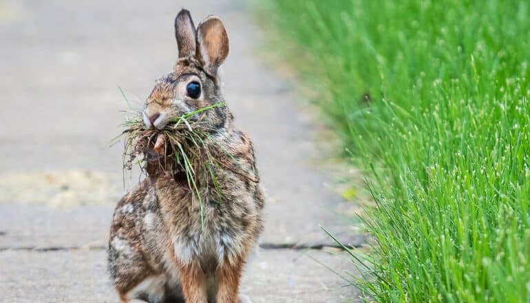 The right city park design can support both people and wildlife