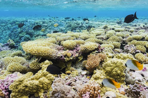 Trump is stripping protections from marine protected areas – why that’s a problem for fishing’s future, and for whales, corals and other ocean life