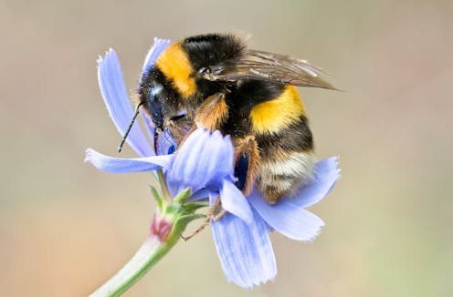 Bees, fish and plants show how climate change’s accelerating pace is disrupting nature in 2 key ways