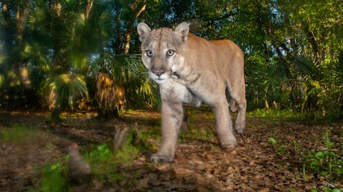Florida panthers and black bears need a literal path for survival – here’s how the Florida Wildlife Corridor provides it in one of the fastest-growing US states