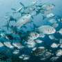 Trump is stripping protections from marine protected areas. Why that’s a problem for fishing’s future