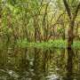 From satellites to shorelines: AI can improve mangrove conservation with monitoring