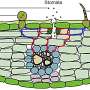 Airborne microplastics infiltrate plant leaves, raising environmental concerns
