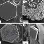 Microplastics pollution from glitter can disrupt marine biomineralization