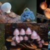 Nearly one-third of fungi on IUCN Red List are threatened with extinction