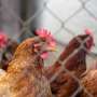 Bird flu outbreaks in mammals double, raising human risk: Report
