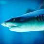 The return of apex predators like sharks can restore critical ecological balance to coral reefs